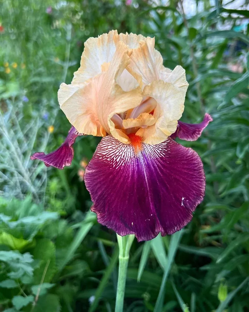 Iris