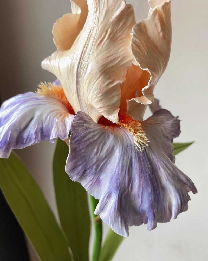 Iris
