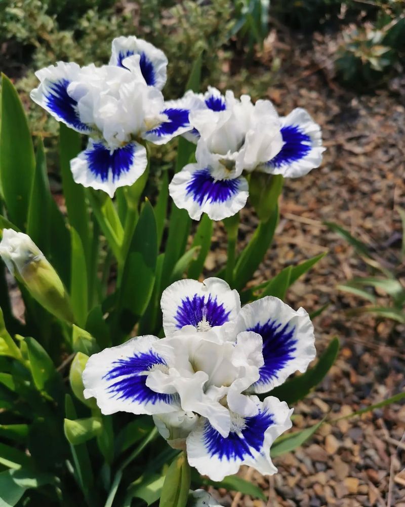 Iris