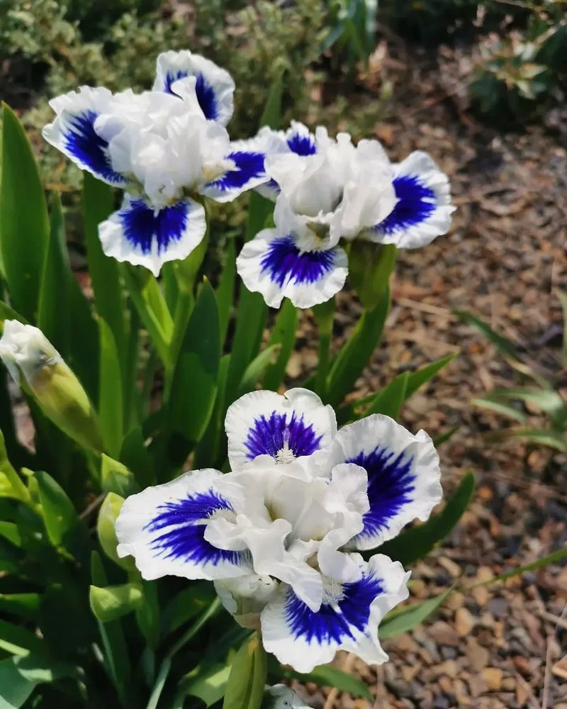 Iris