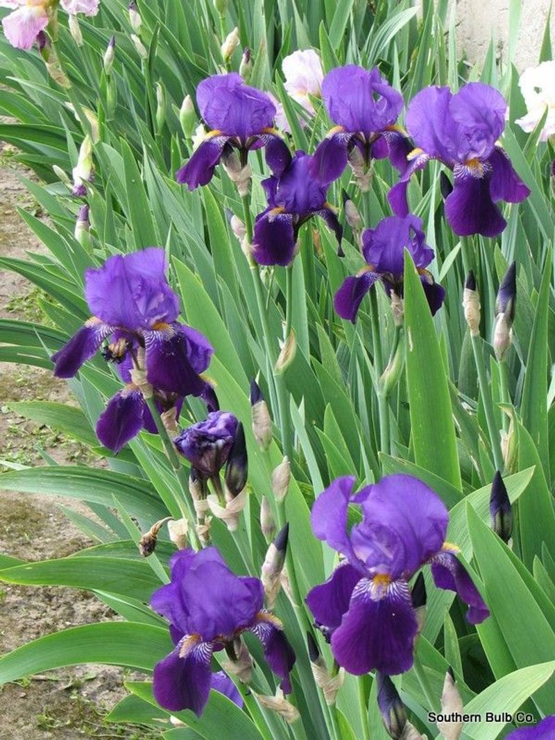 Iris