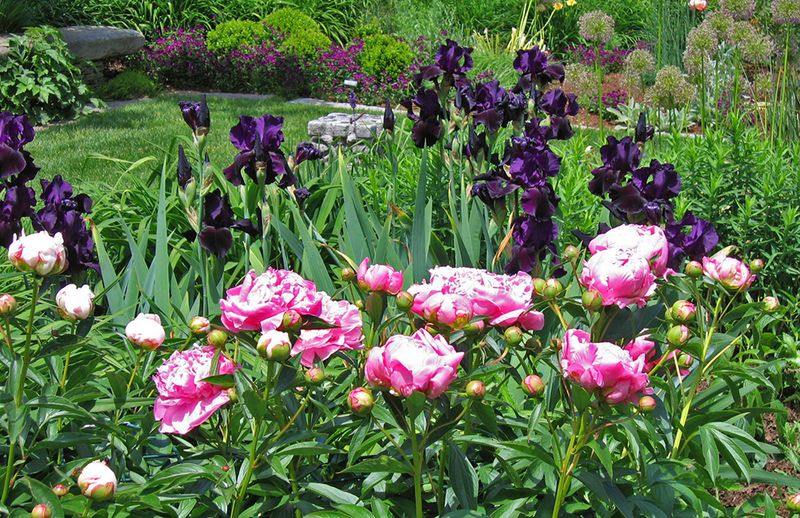 Irises and Peonies