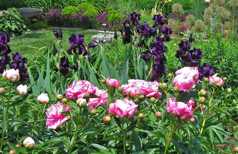Irises and Peonies