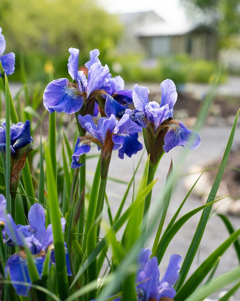Irises