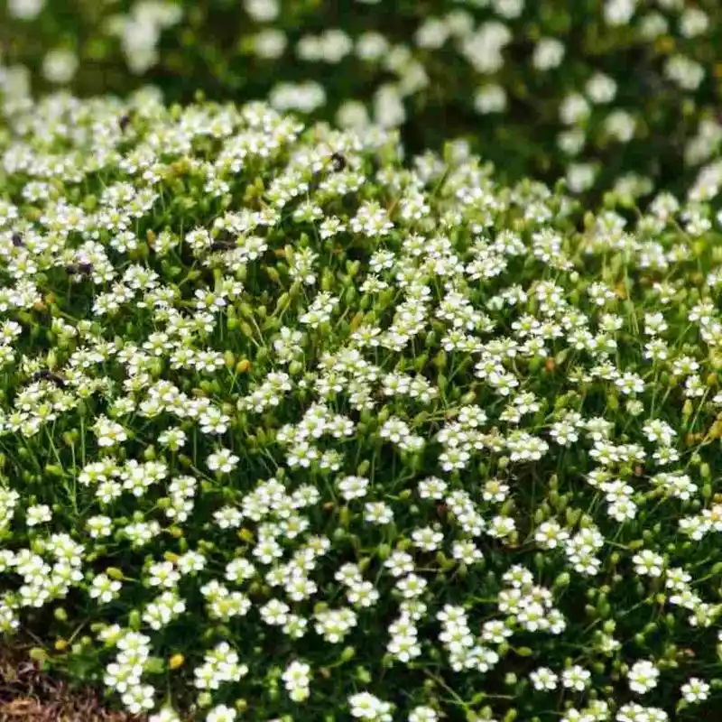 Irish Moss