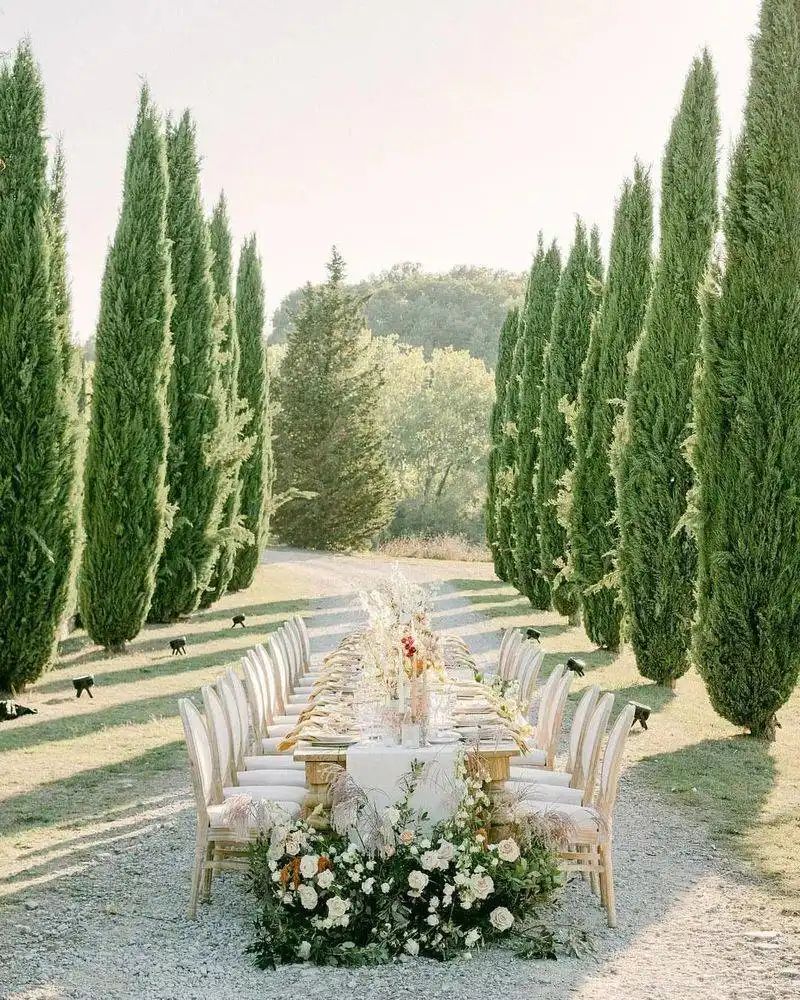 Italian Cypress
