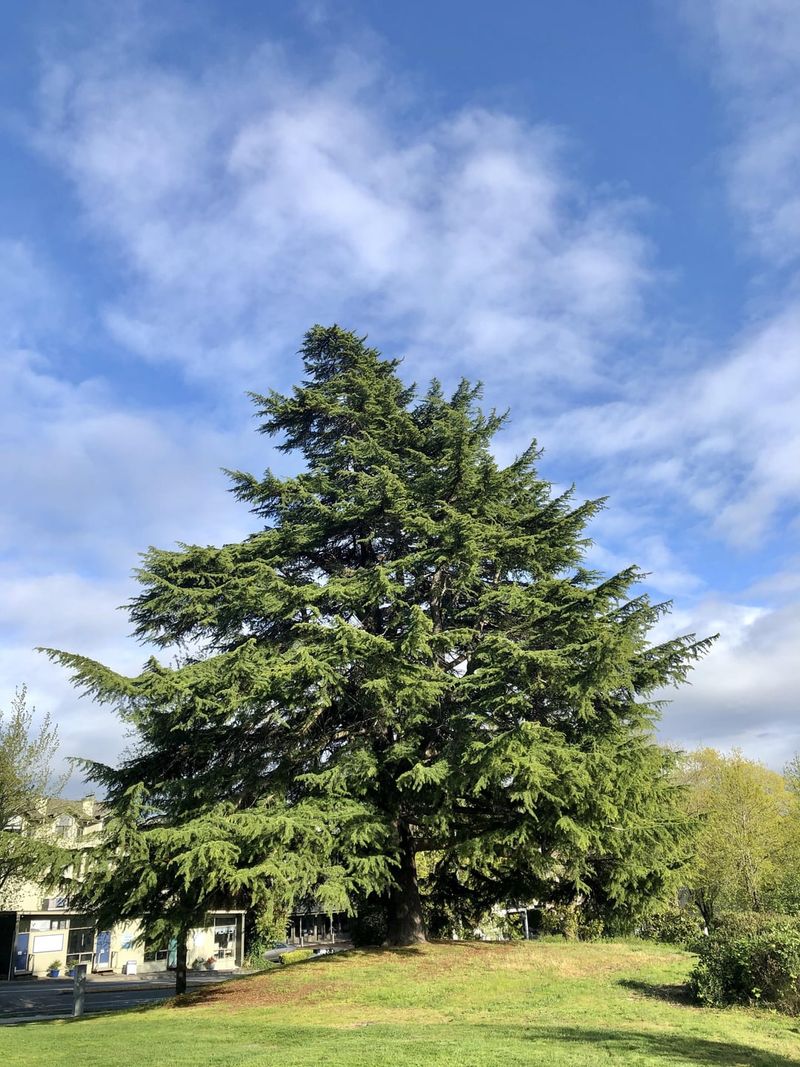 Deodar Cedar