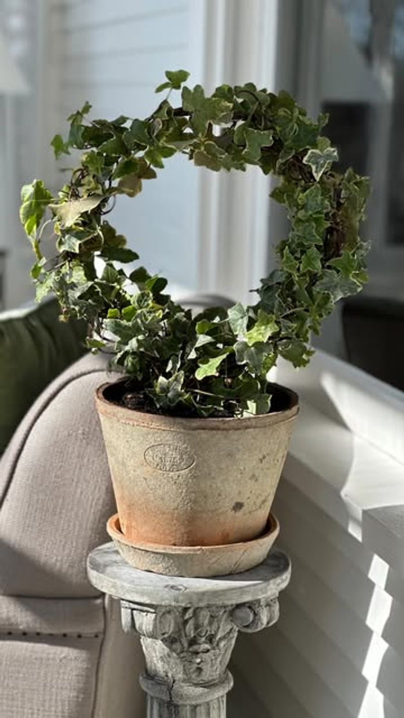 Ivy