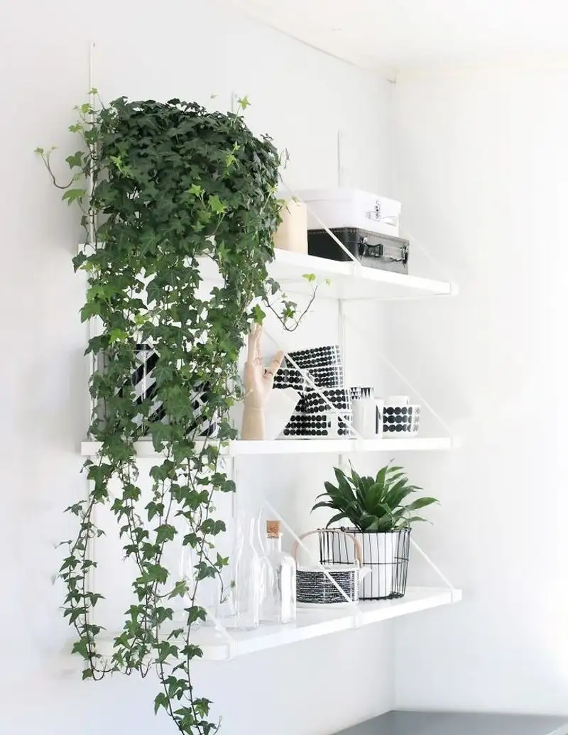 Ivy