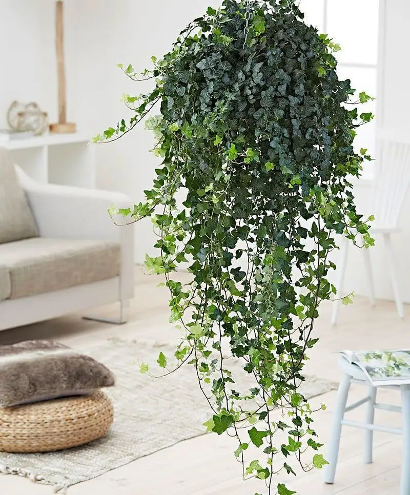 Ivy
