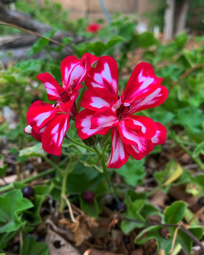 Ivy Geranium