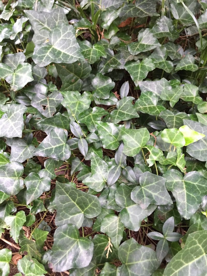 Ivy (Repel)