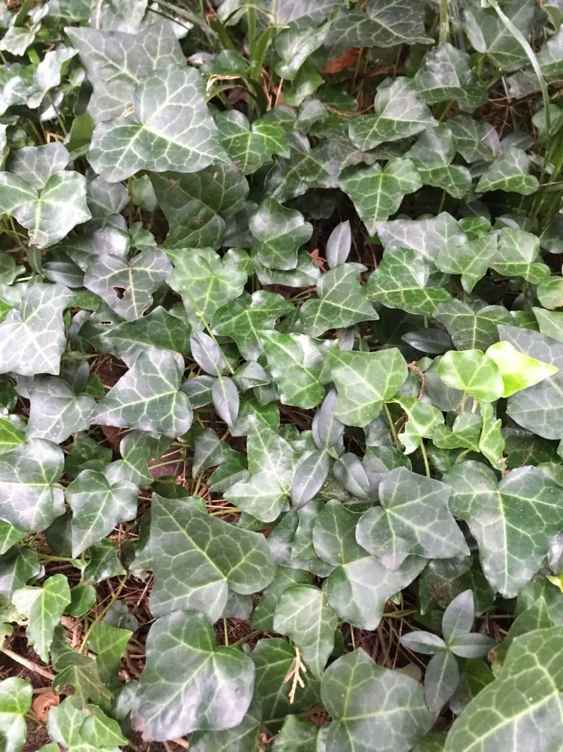 Ivy (Repel)