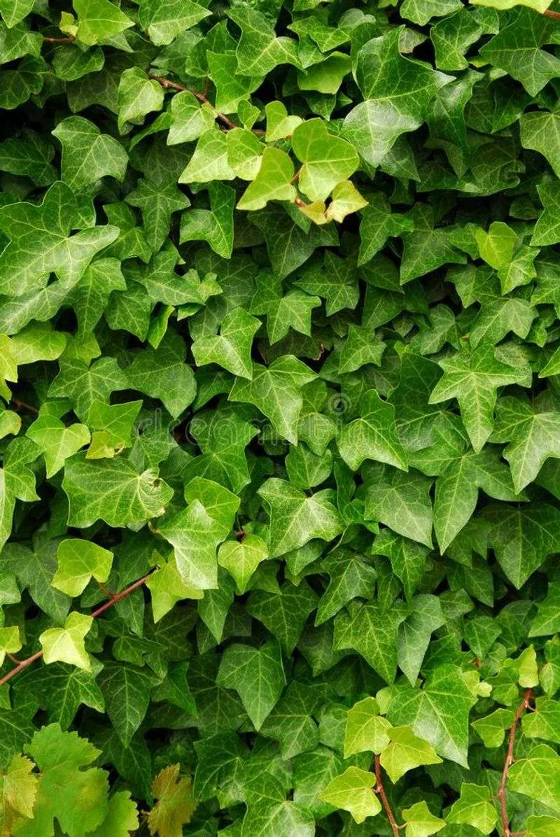 Ivy