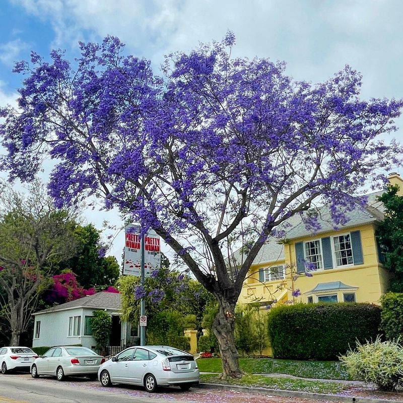 Jacaranda (Jacaranda mimosifolia)