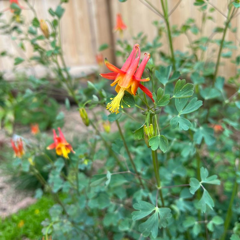 Wild Columbine (Aquilegia canadensis)
