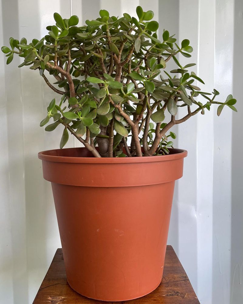 Jade Plant