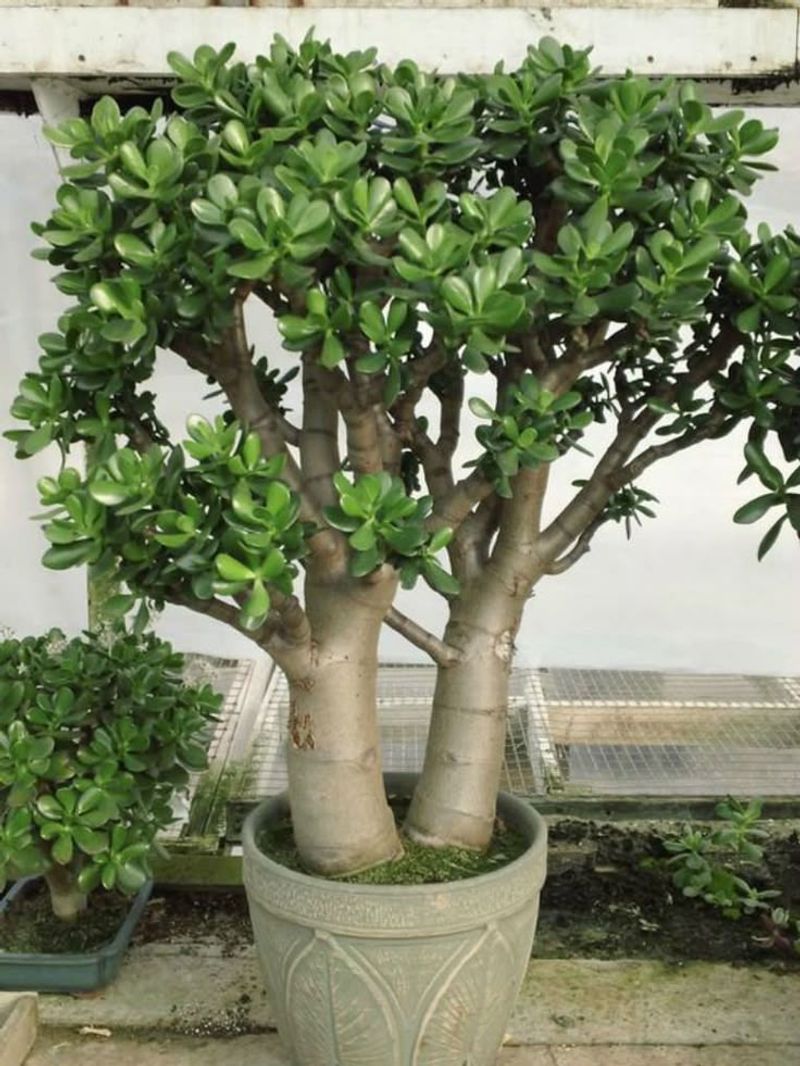 Jade Plant