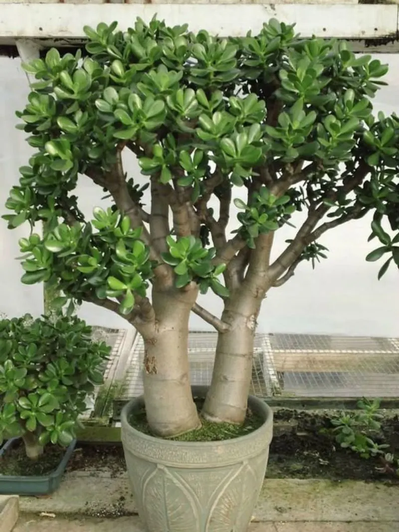 Jade Plant