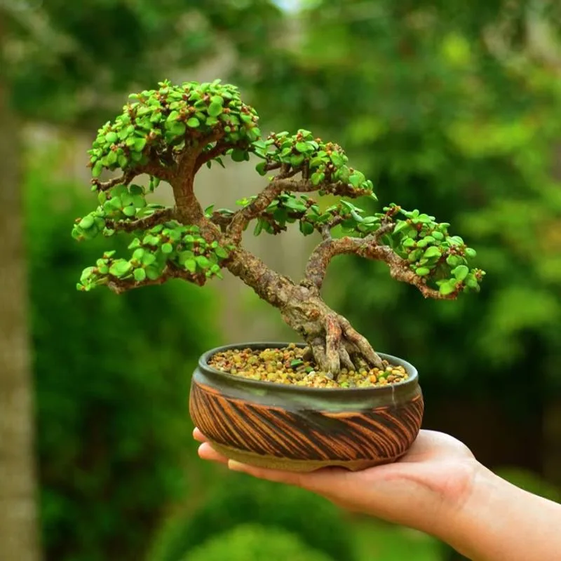 Jade Plant