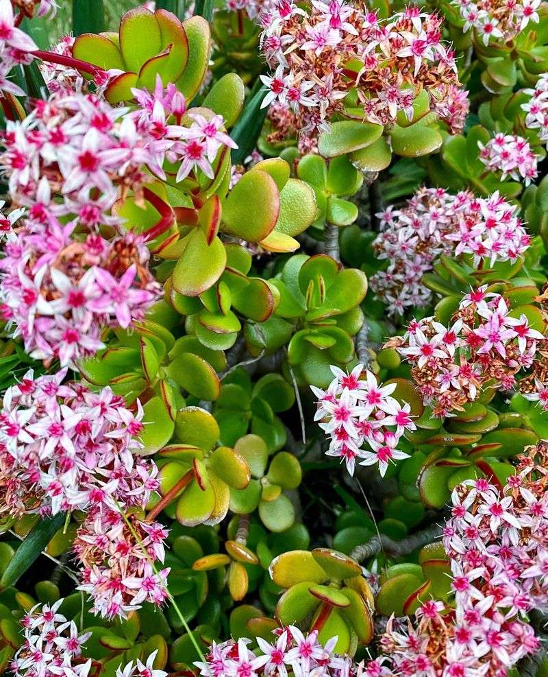 Jade Plant