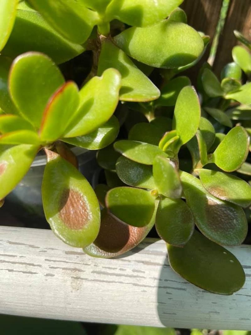 Jade Plant