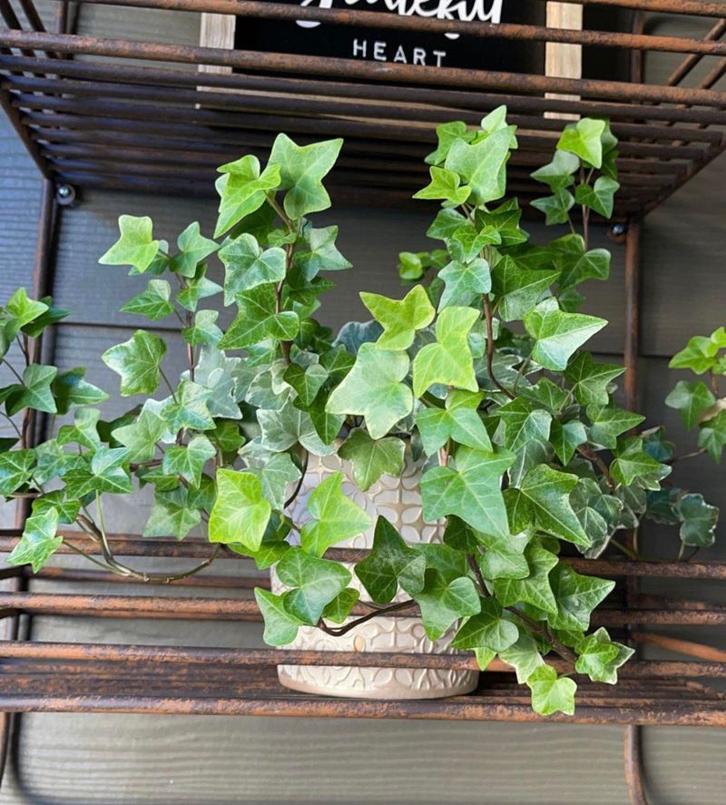 English Ivy (Hedera helix)