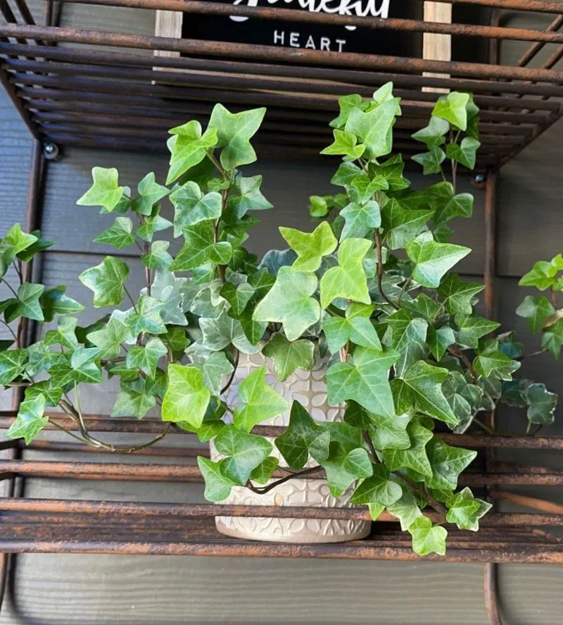 English Ivy (Hedera helix)