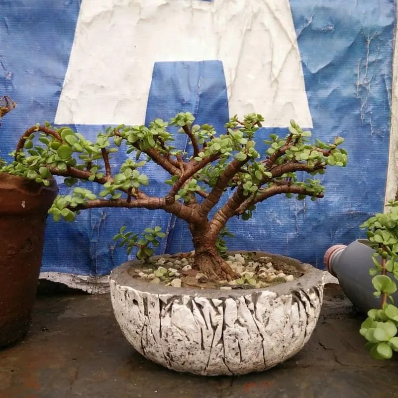 Jade Plant