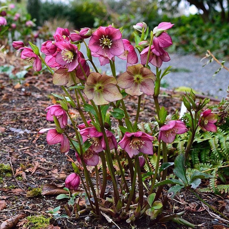 Hellebores (Lenten Rose)