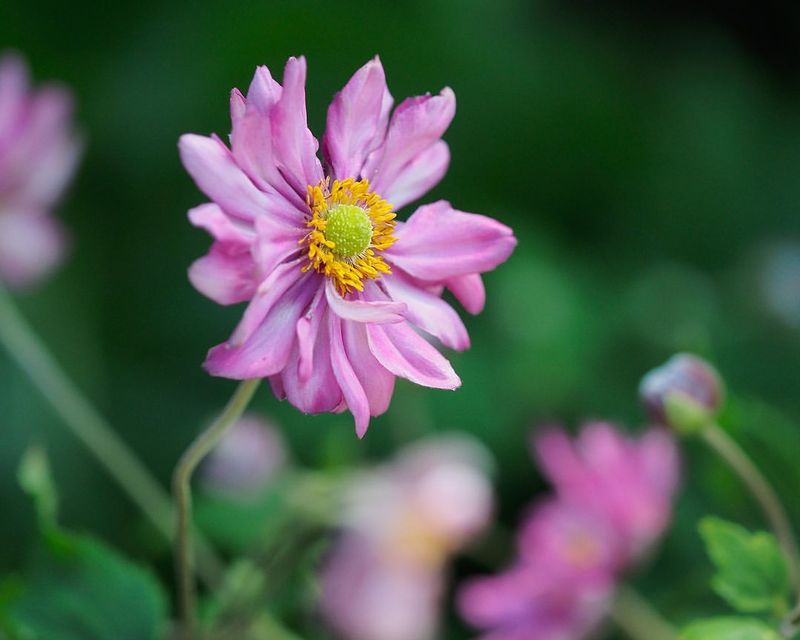 Japanese Anemone
