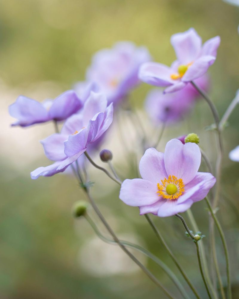 Japanese Anemone