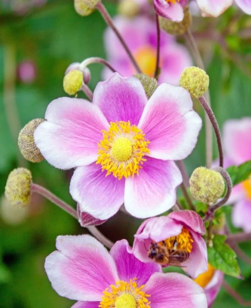 Japanese Anemone