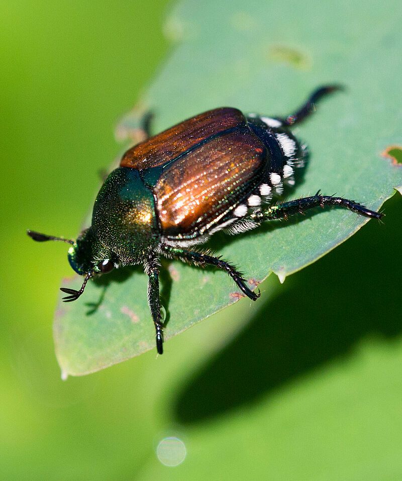 Japanese Beetle