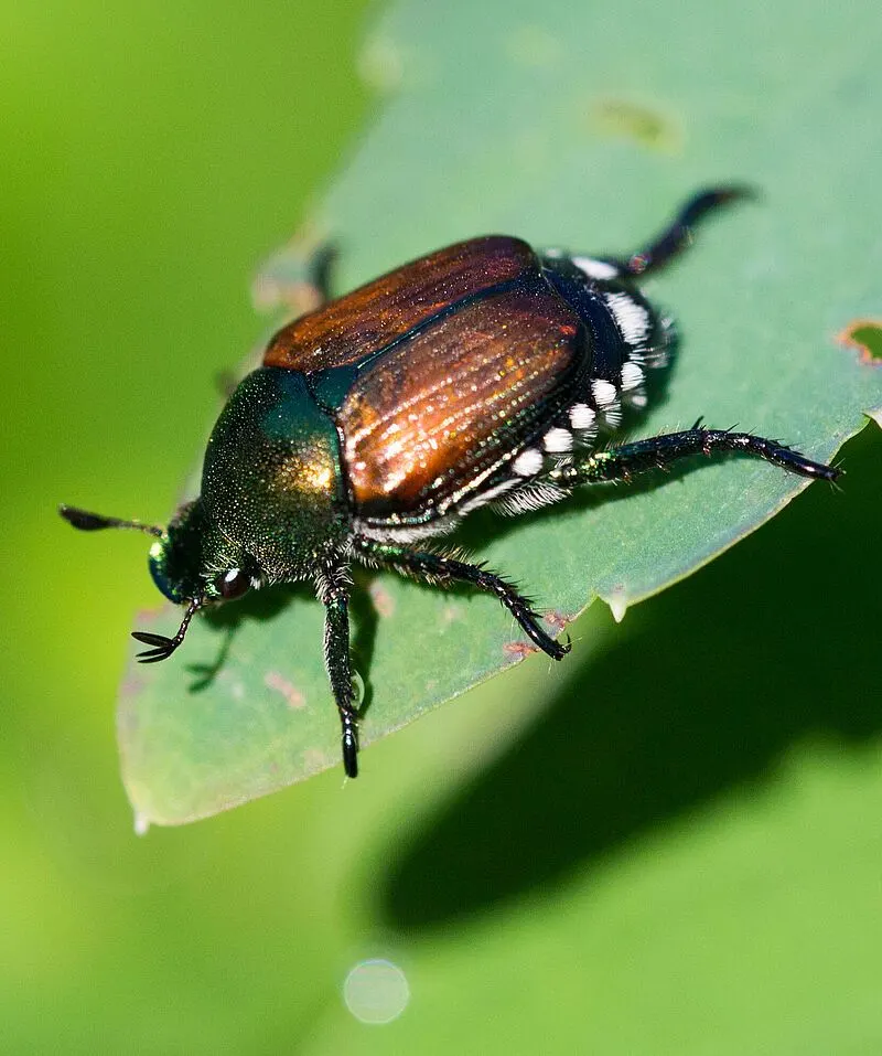 Japanese Beetle