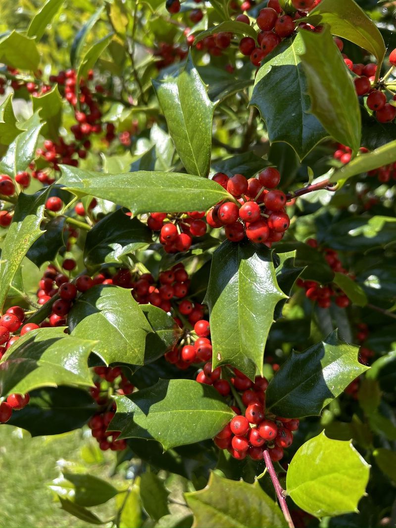 American Holly