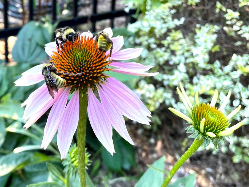 Coneflowers (Echinacea)