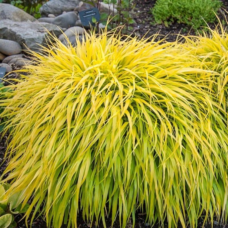 Japanese Forest Grass (Hakonechloa)