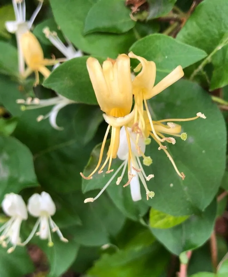Japanese Honeysuckle