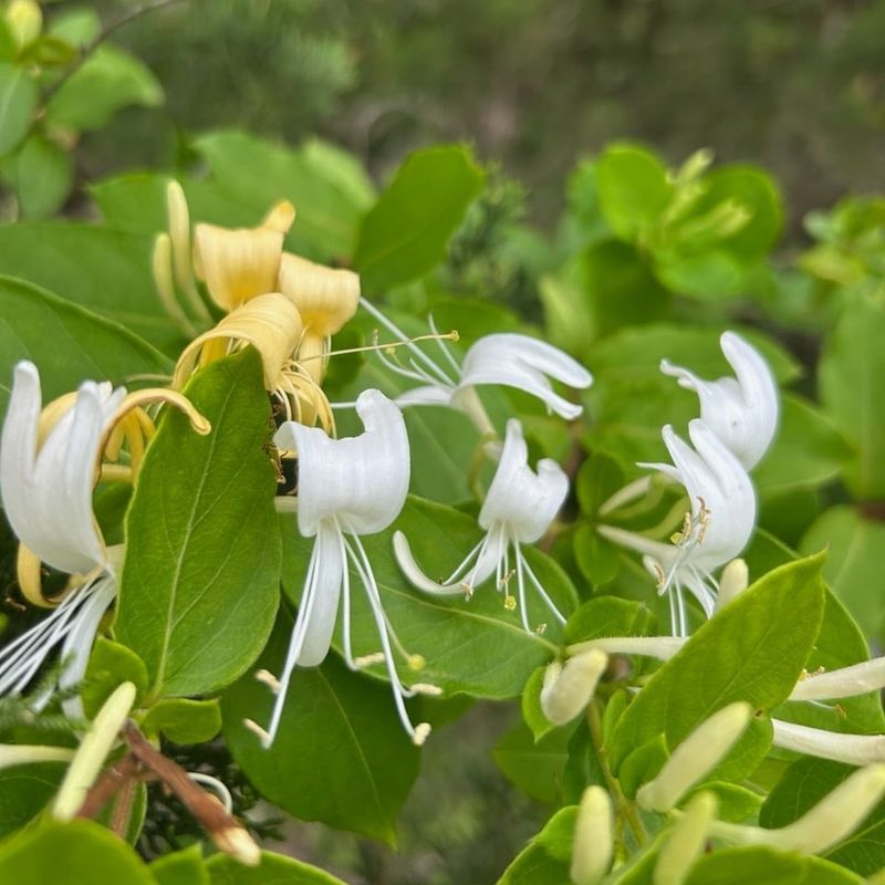 Japanese Honeysuckle