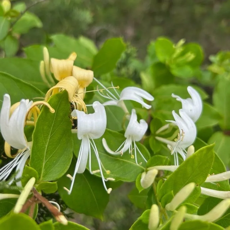 Japanese Honeysuckle