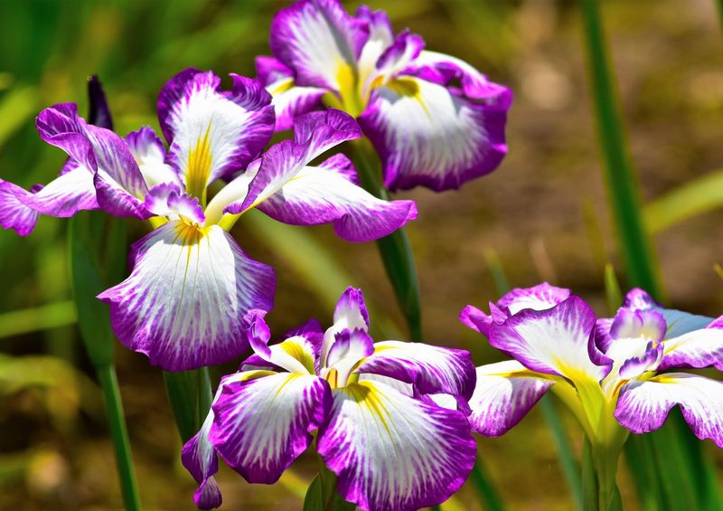 Japanese Iris