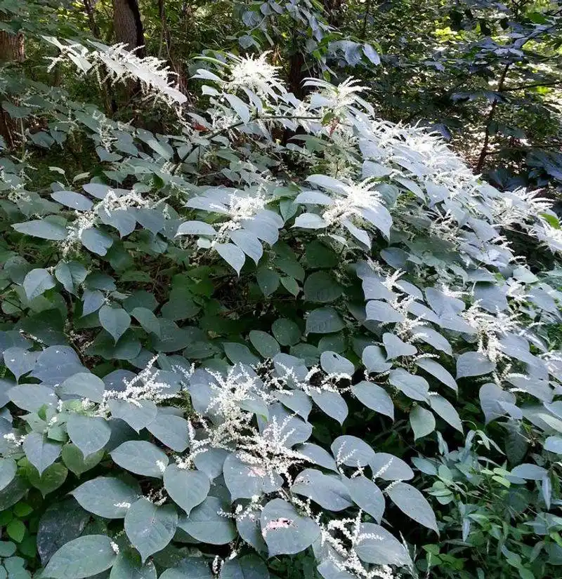 Japanese Knotweed