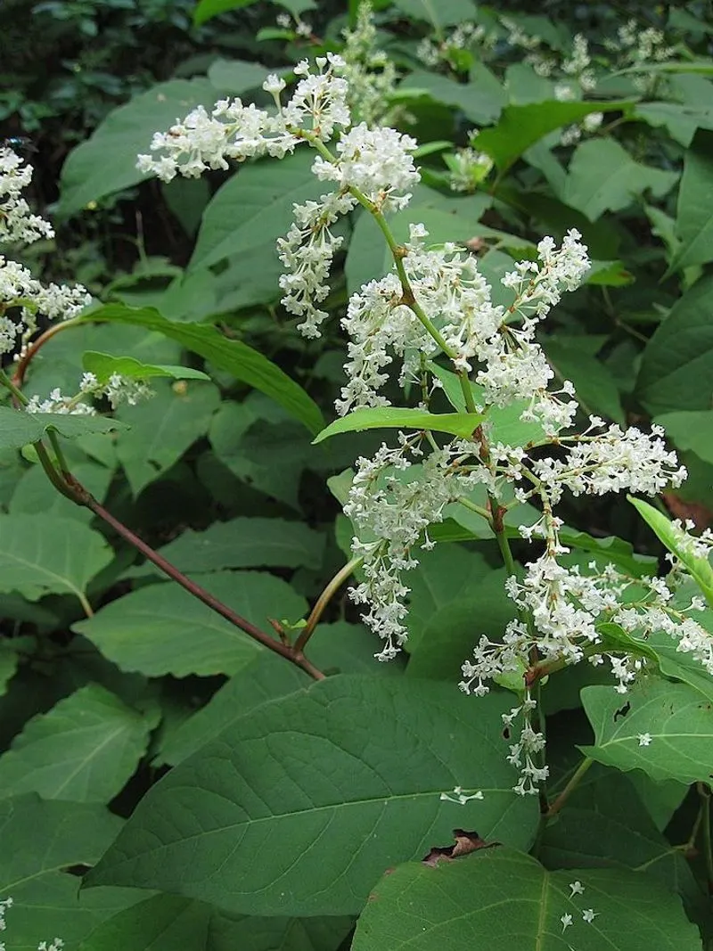 Japanese Knotweed