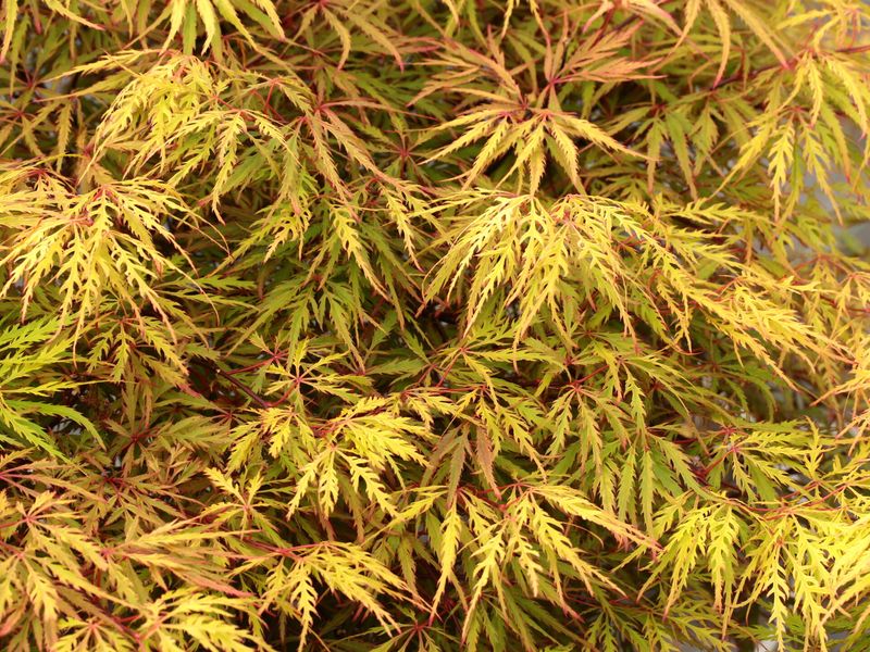 Japanese Maple