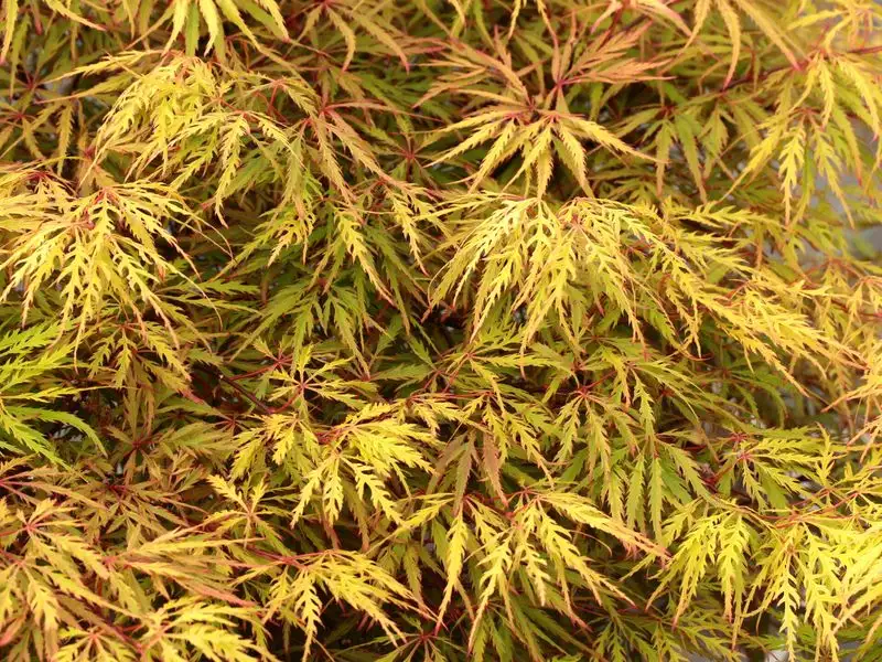 Japanese Maple