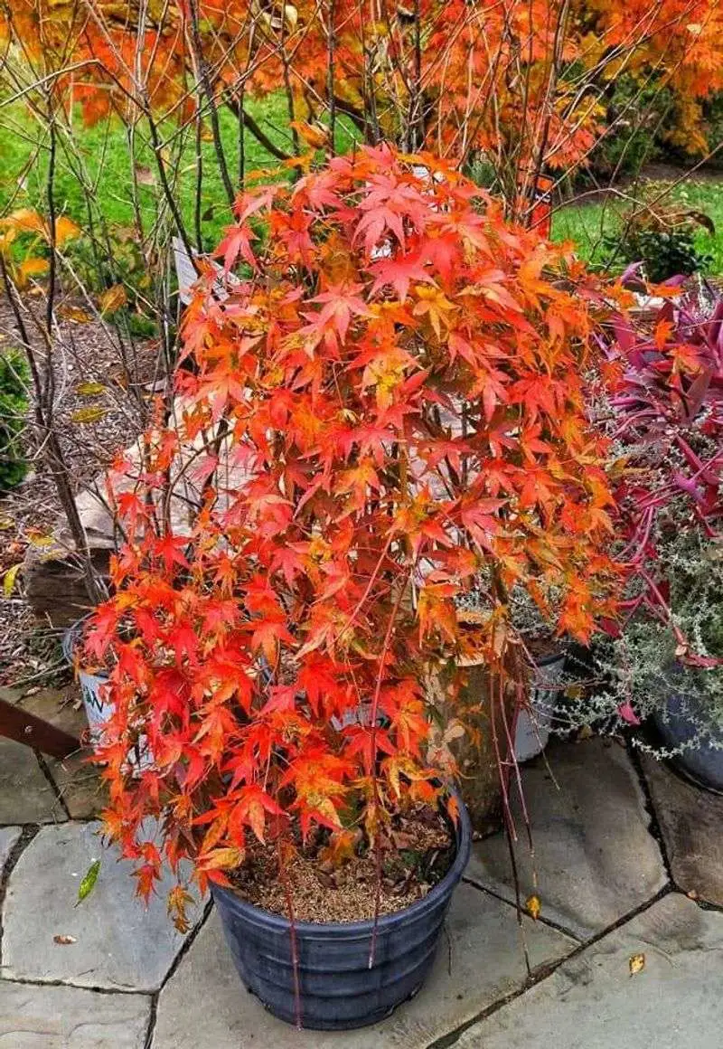 Japanese Maple