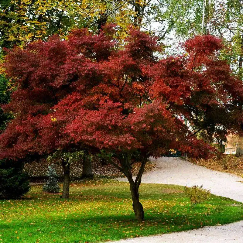 Japanese Maple