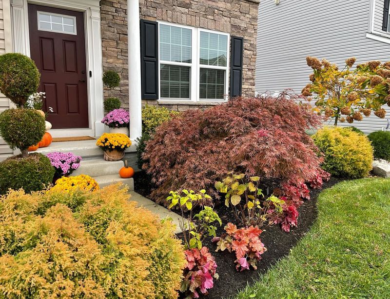 Japanese Maple