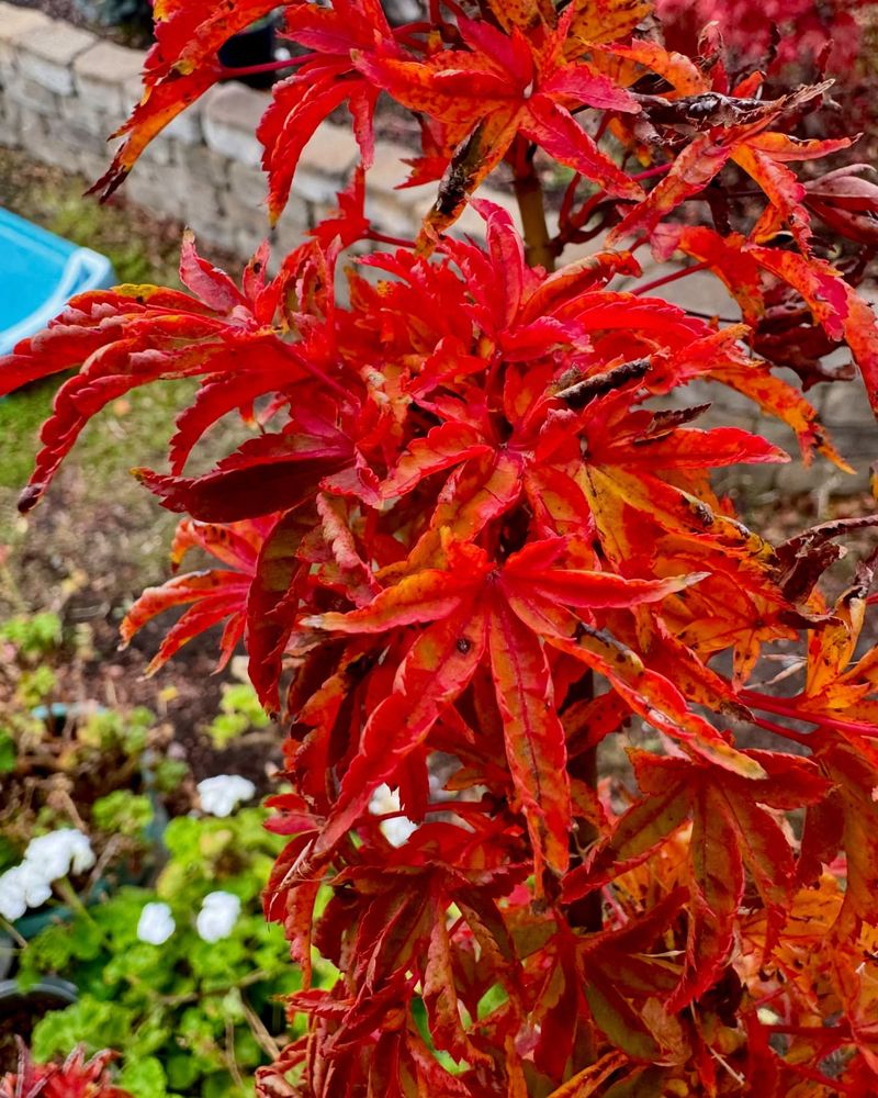 Japanese Maple (Acer palmatum)
